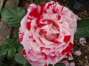 SCENTIMENTAL (hybrid tea)